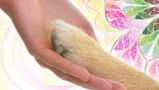 Reiki for pets and animals