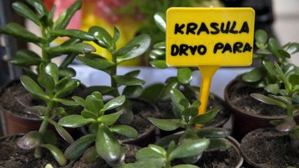 Krasula - biljka koja donosi novac
